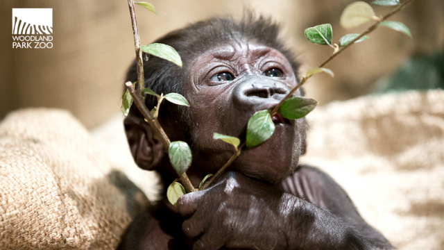 Photo from the Woodland Park Zoo.