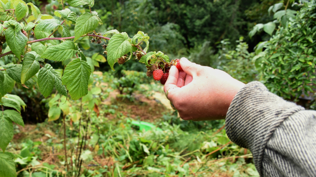 Woolley Food Forest Association aids local food bank - KIRO Seattle
