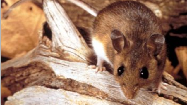 킹 카운티에서 한타 바이러스 발병으로 1명 사망