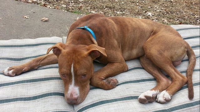 시애틀 경찰, 사라진 입양견 찾는데 도움 요청해