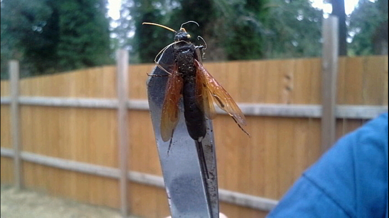 giant bug drawn by