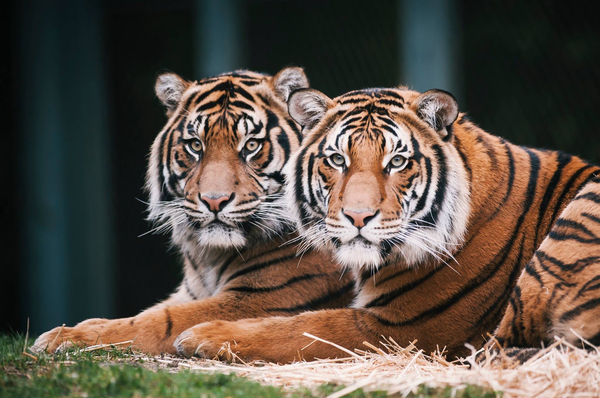 Tiger 'brothers' to separate, together since orphaned as cubs