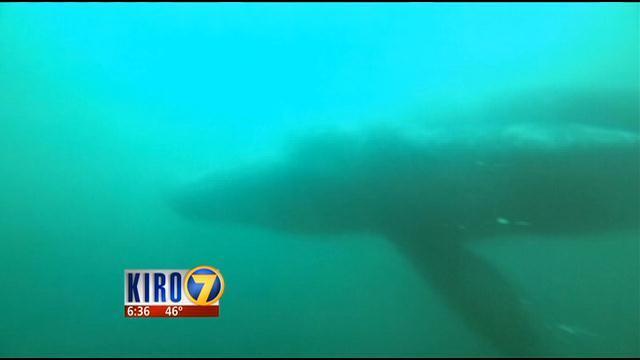 Rare Gray Whale Sighting Caught Off Redondo Beach Kiro Tv
