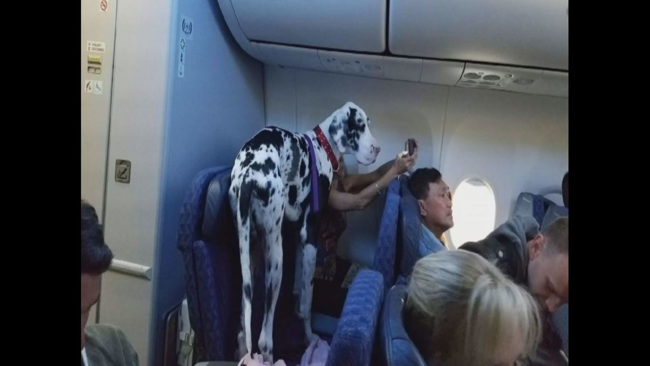 Fake%20Service%20Animals_20161102004140012_6490441_ver1.0_1280_720.JPG