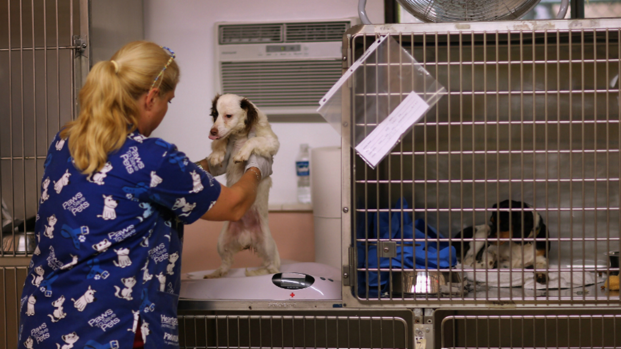 USDA removes animal welfare reports from its website | KIRO-TV