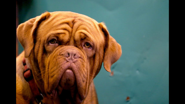 오레곤 주에서 사람 공격한 개에 사형 선고