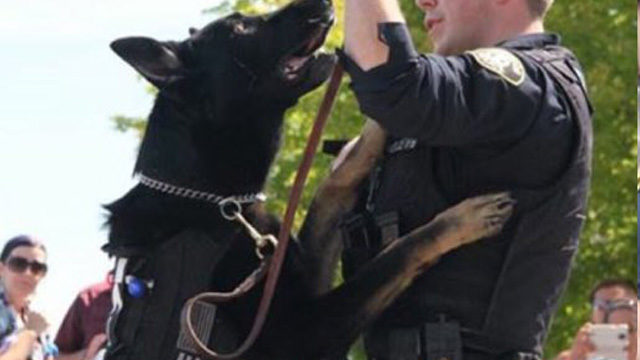 린우드에서 경찰견이 어린이 물어, 앞으로 경찰견 관리 강화될 것으로