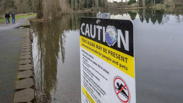 Steilacoom 호수에 독성 녹조 오염으로 주의 요망