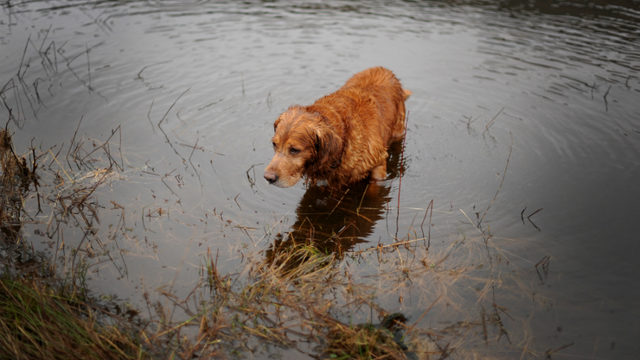 애완견 물가에 풀어놓을때 연어 먹지 않도록 조심