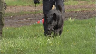 Bit bystanders want local police K9s trained to bark, not bite