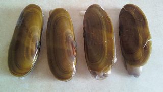 Early January razor clam dig approved by Department of Fish and Wildlife