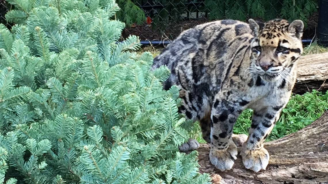 Point Defiance Zoo's first clouded leopard dies after two decades